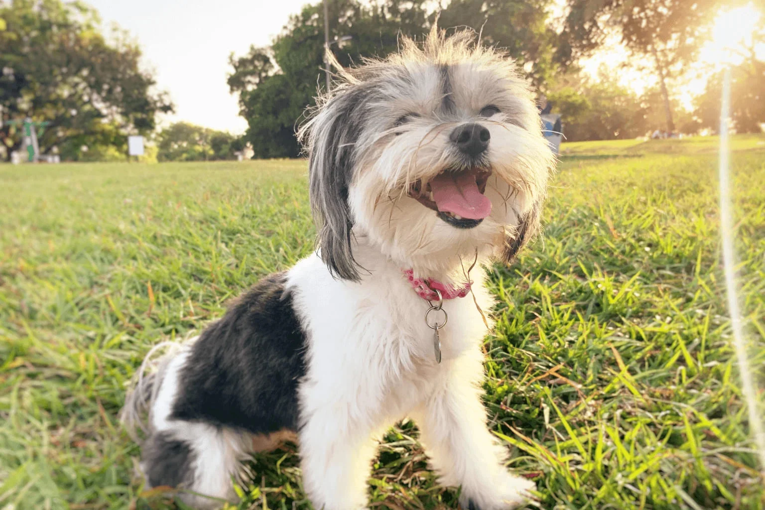Dog-Friendly Parks Around Danville Dog looking happy on an outdoor adventure