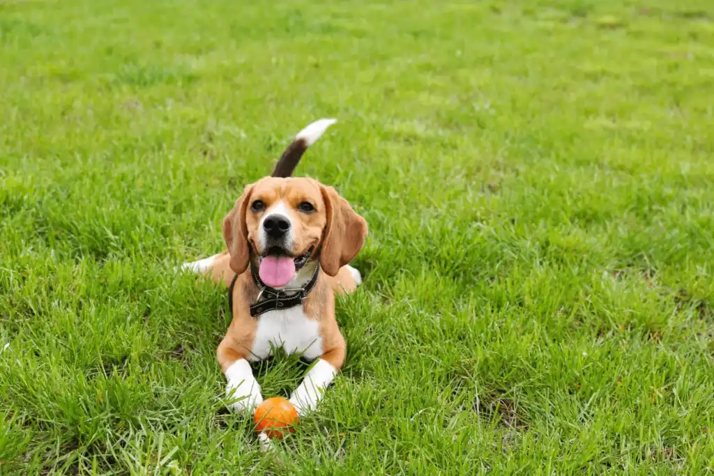 Best Dog-Friendly Parks Around Danville
