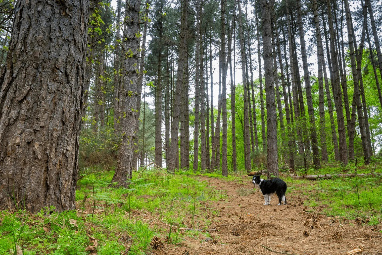 Dog-Friendly Parks Around Danville Dog exploring a scenic walking trail